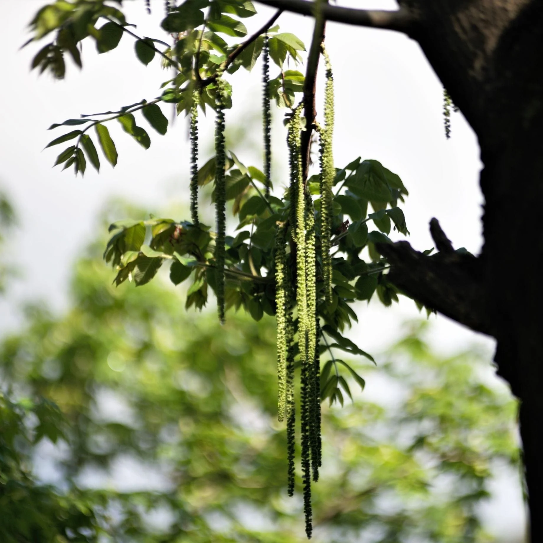 'Buccaneer' Walnut Tree - Image 5