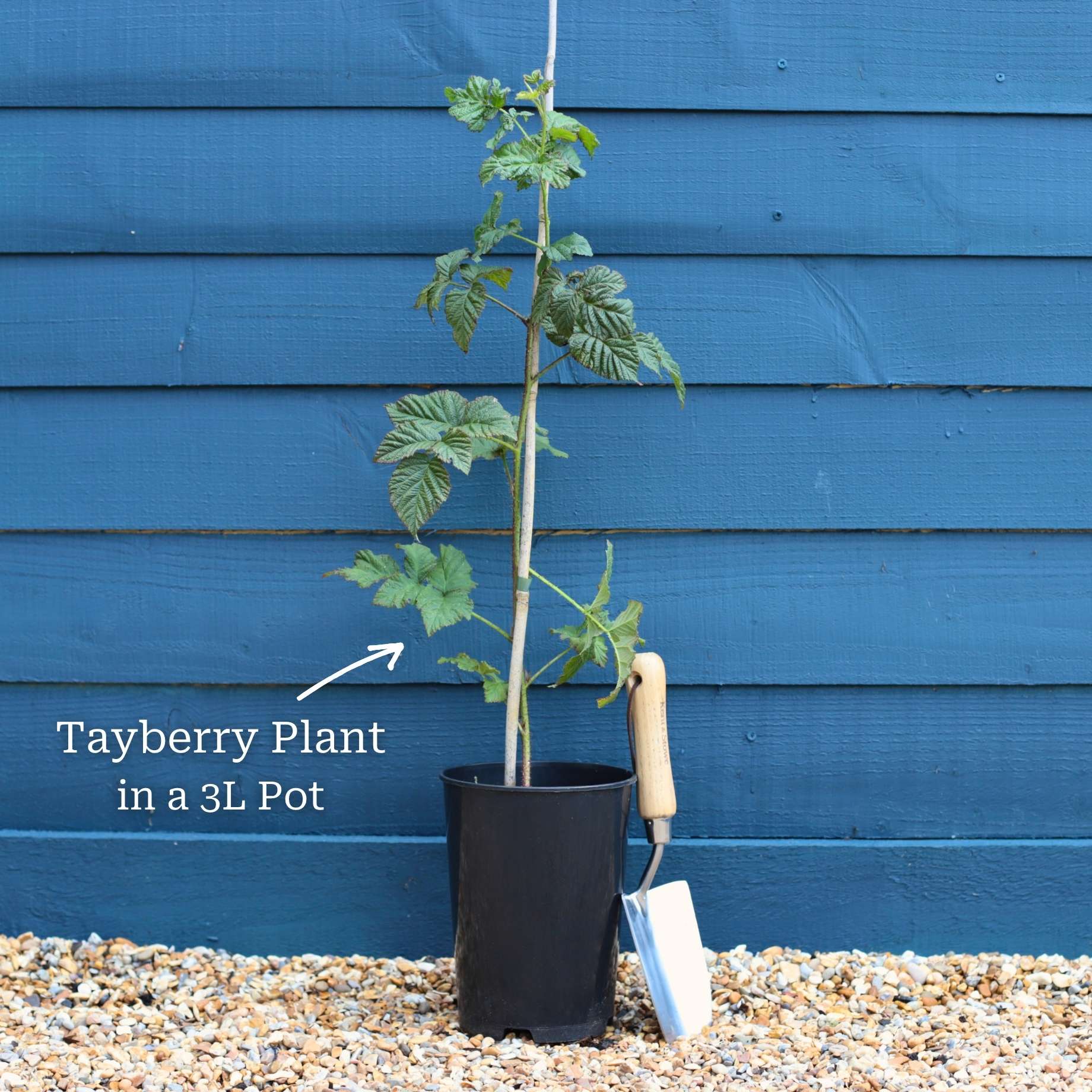 'Buckingham' Thornless Tayberry Plants - Image 3