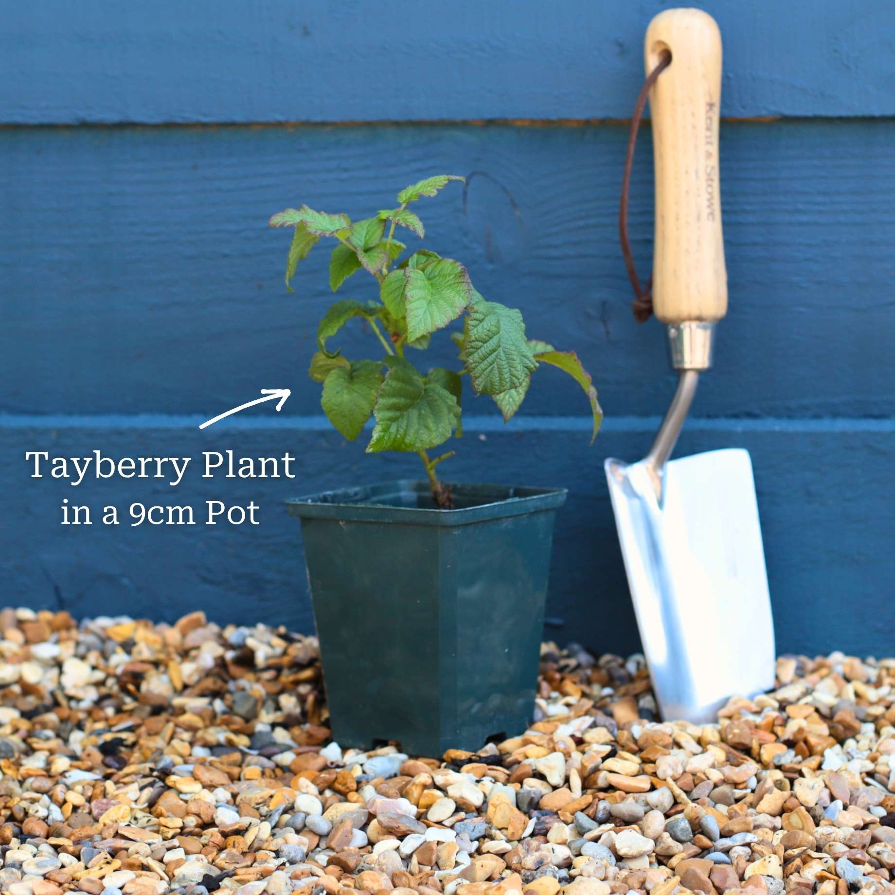 'Buckingham' Thornless Tayberry Plants - Image 4