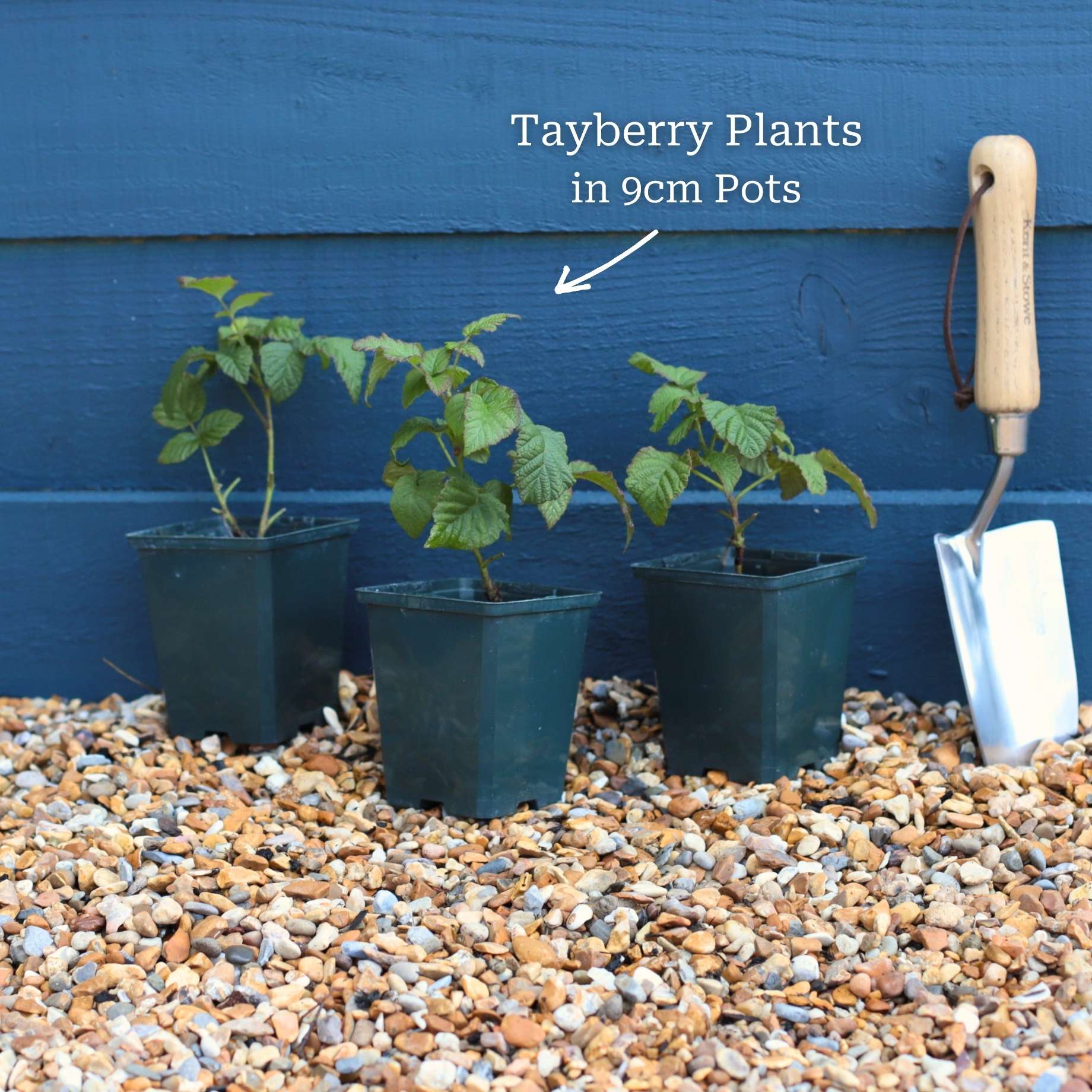 'Buckingham' Thornless Tayberry Plants - Image 5