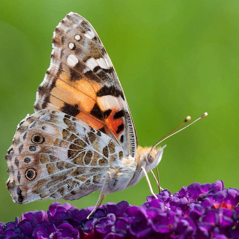 Buddleja davidii 'Black Knight' | Butterfly Bush - Image 3