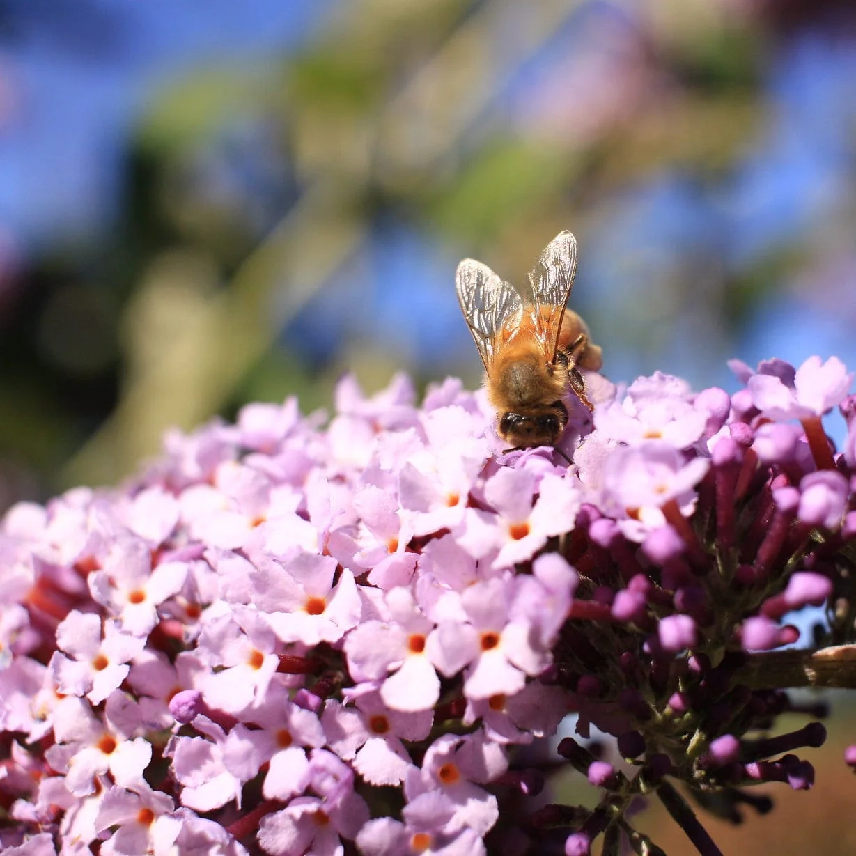 Buddleja davidii 'Pink Delight' | Butterfly Bush - Image 3