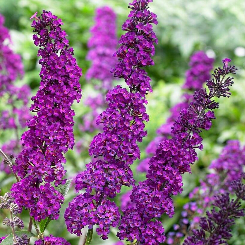 Buddleja davidii 'Royal Red' | Butterfly Bush