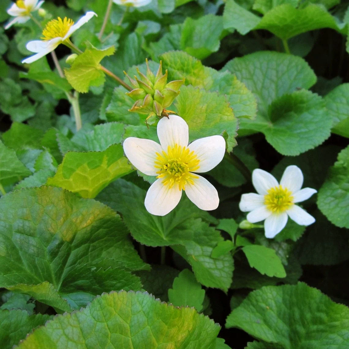 White Marsh Marigold | Caltha palustris alba - Image 2