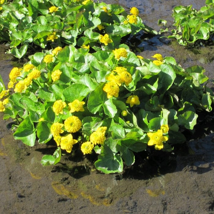Swamp Marsh Marigold | Caltha palustris 'Plena' - Image 3