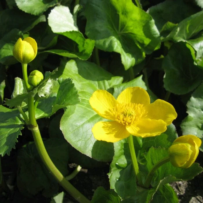 Giant Marsh Marigold | Caltha palustris polypetala - Image 3