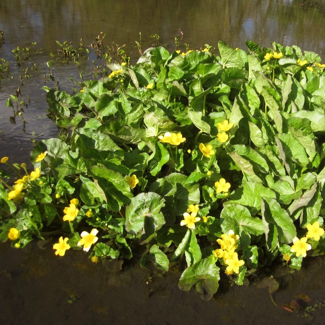 Giant Marsh Marigold | Caltha palustris polypetala - Image 4