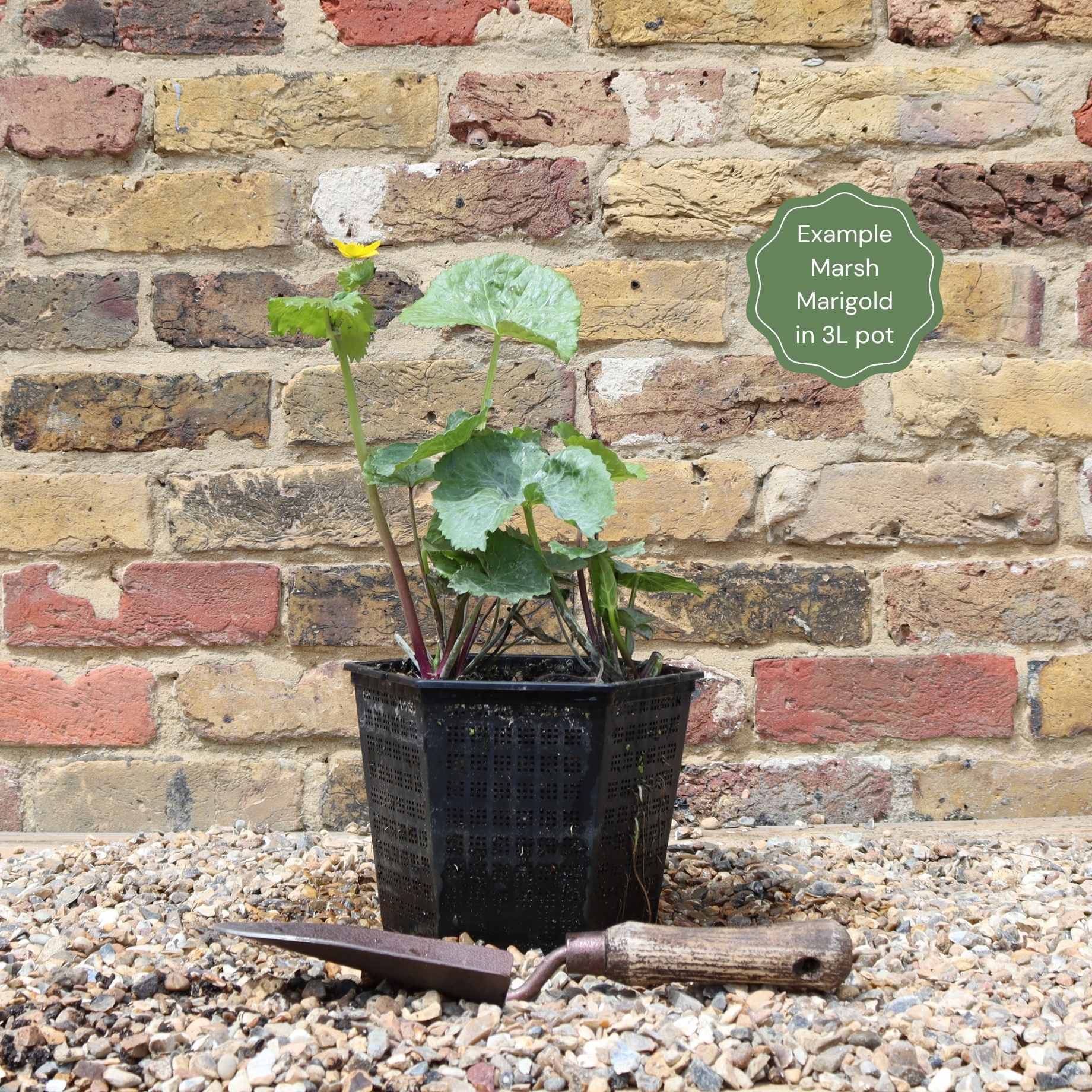 Giant Marsh Marigold | Caltha palustris polypetala - Image 7