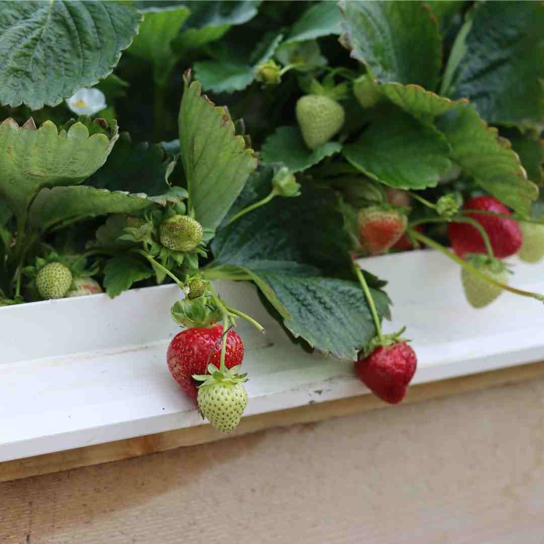 'Cambridge Favourite' Strawberry Plants - Image 3