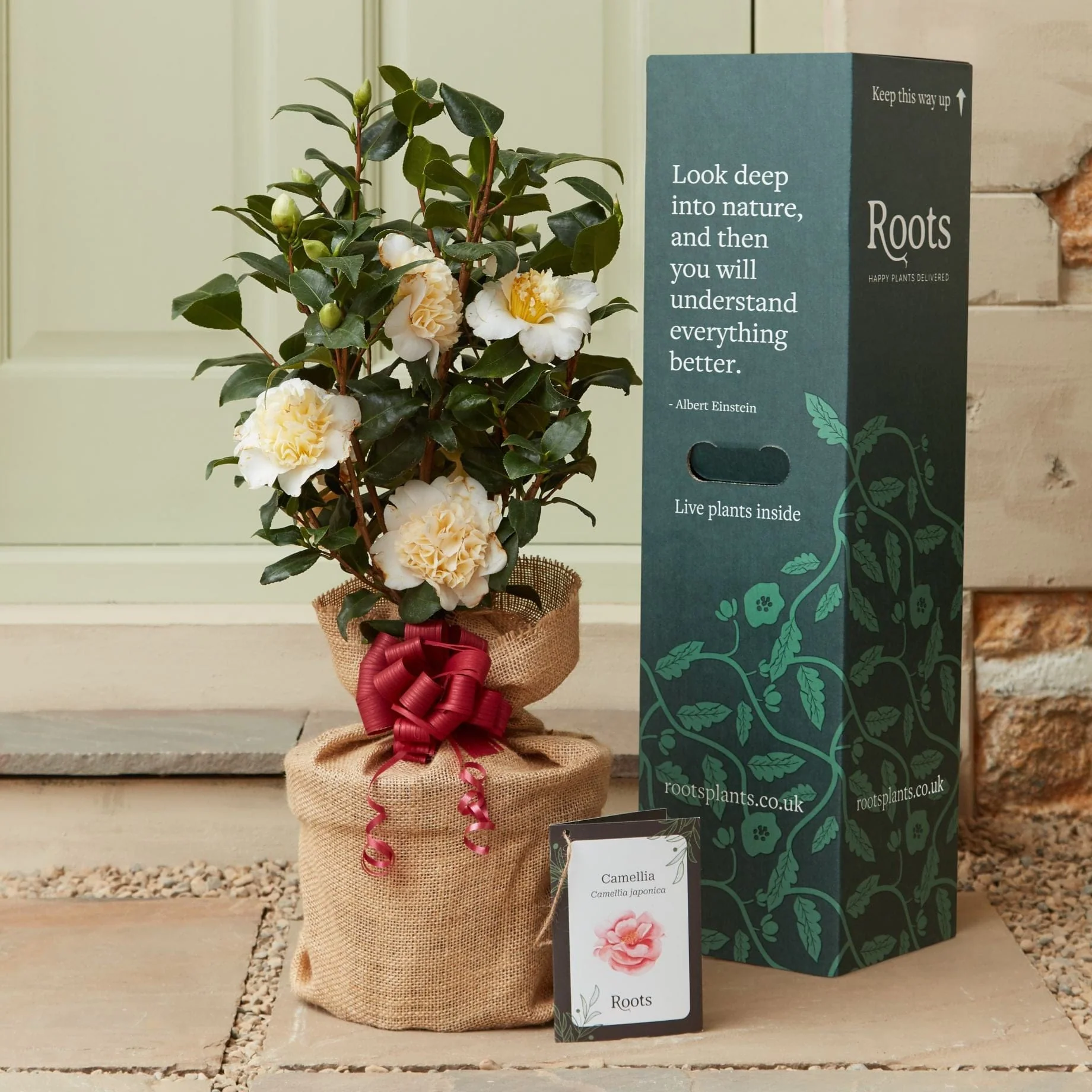 Camellia Plant Gift