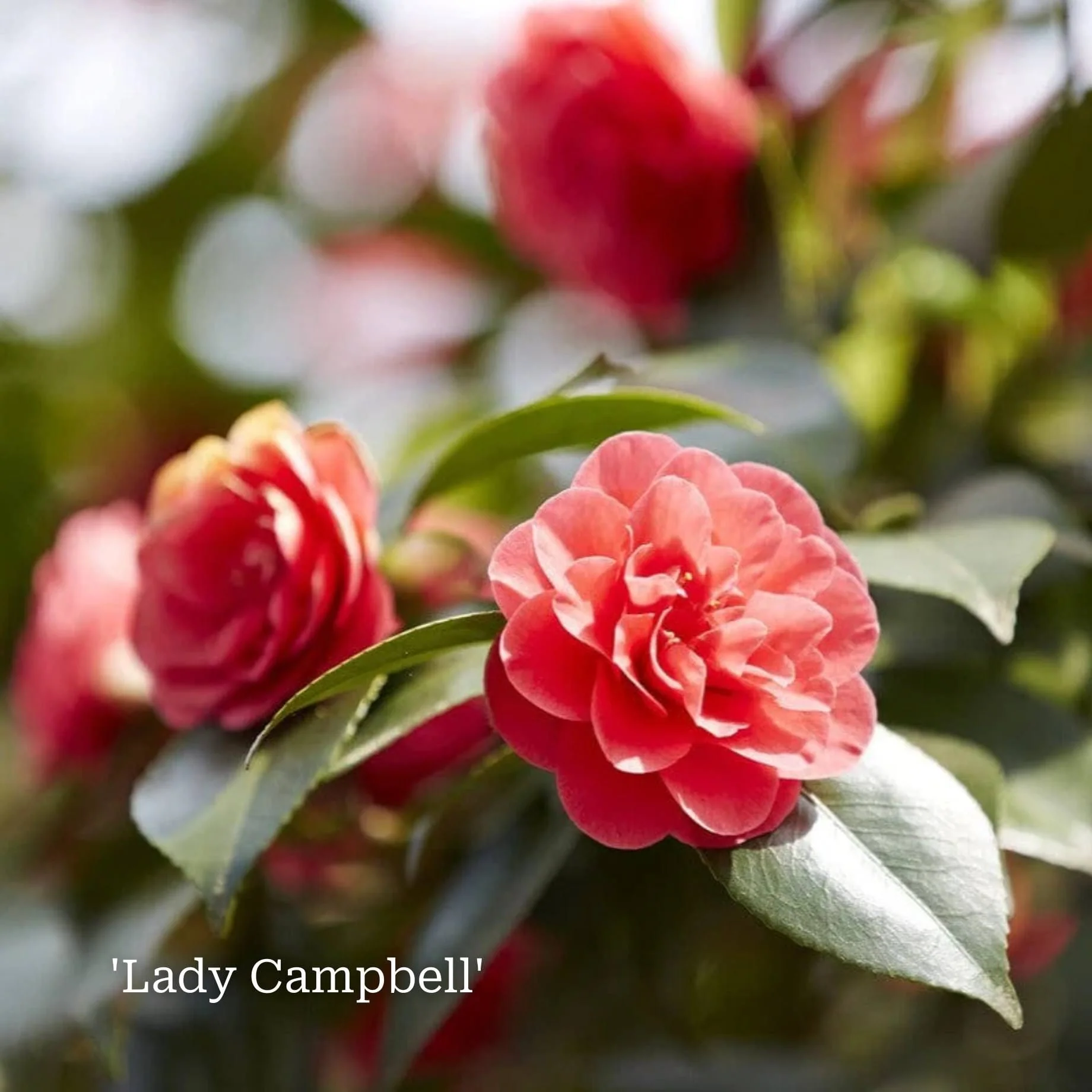 Camellia Plant Gift - Image 11