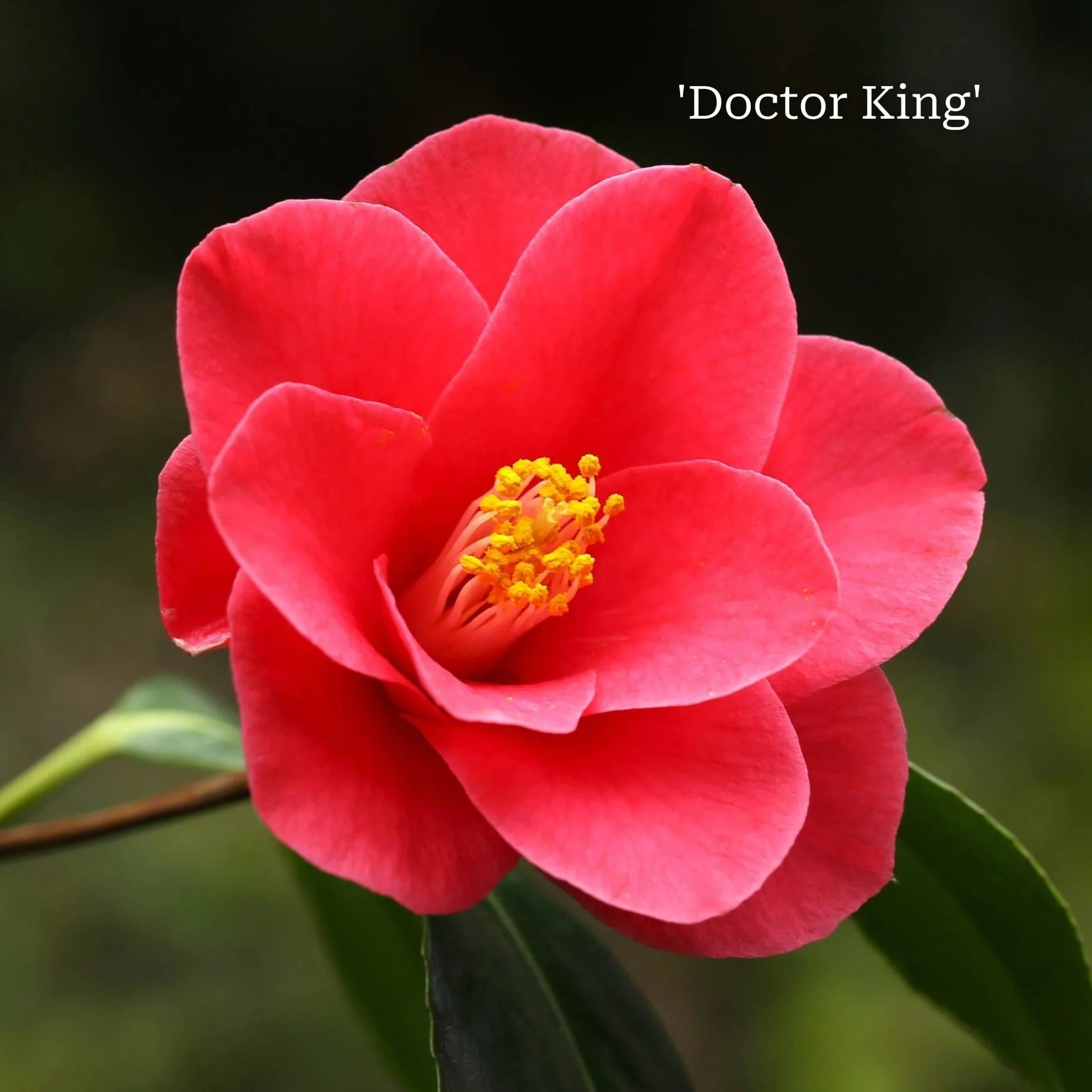 Camellia Plant Gift - Image 12