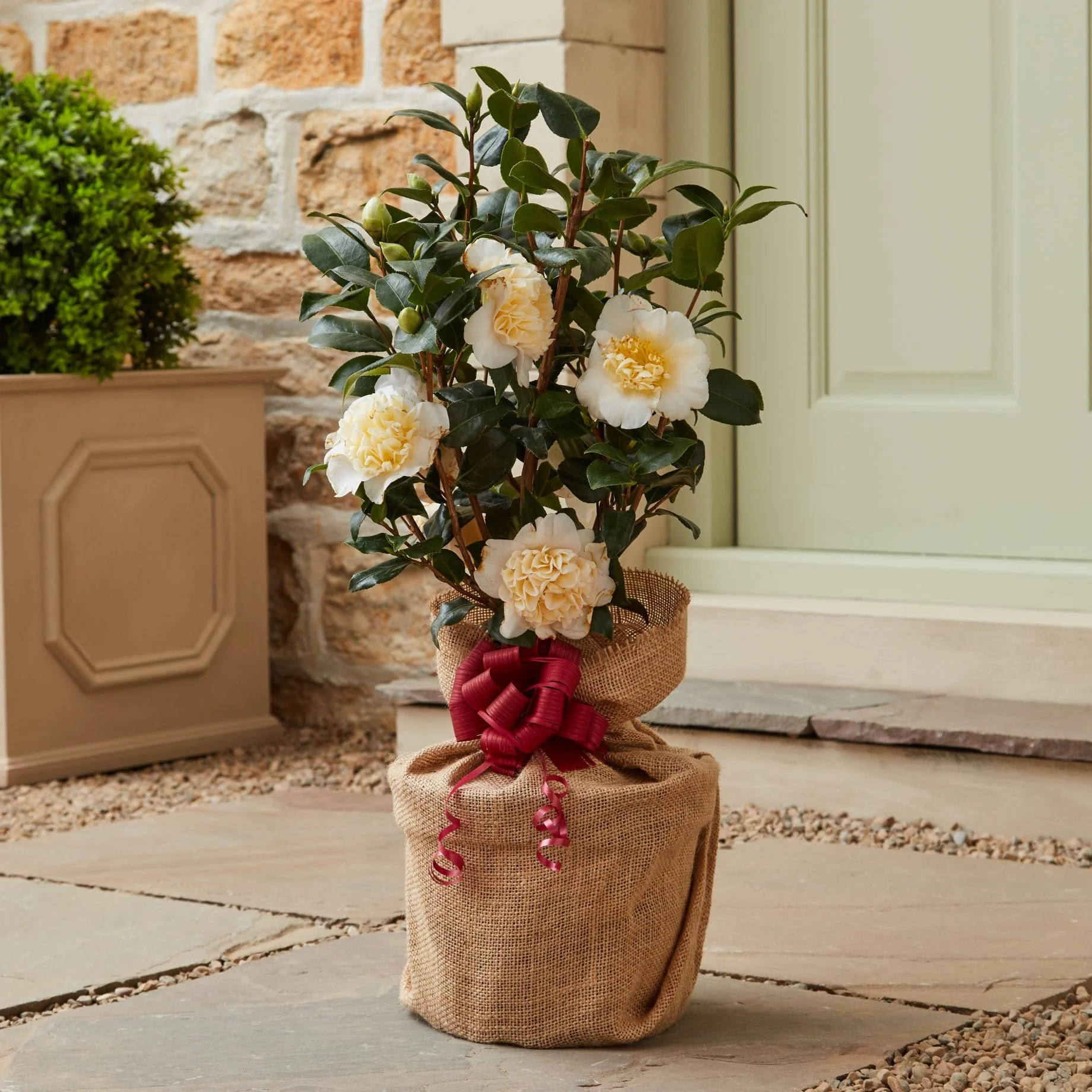 Camellia Plant Gift - Image 13