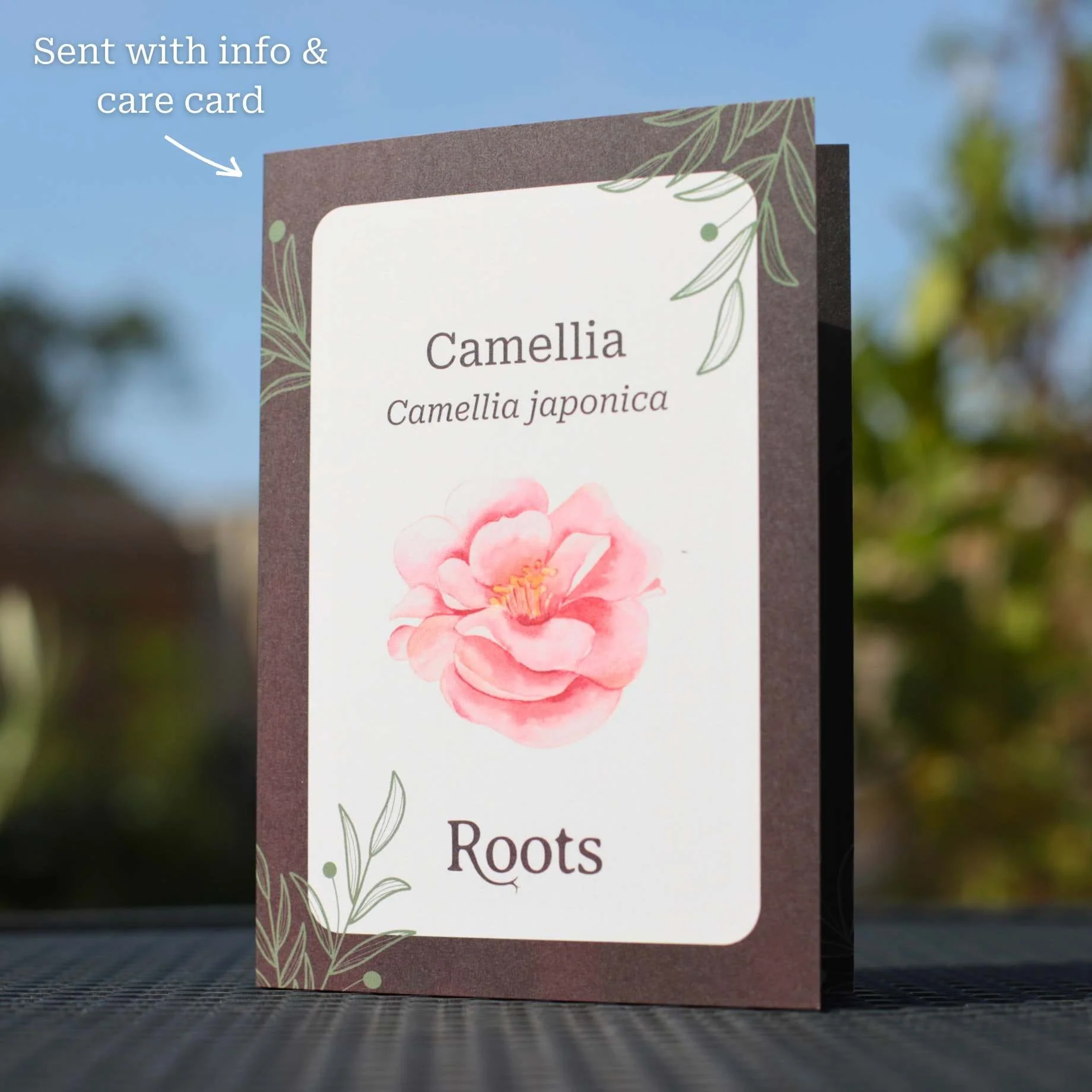 Camellia Plant Gift - Image 3