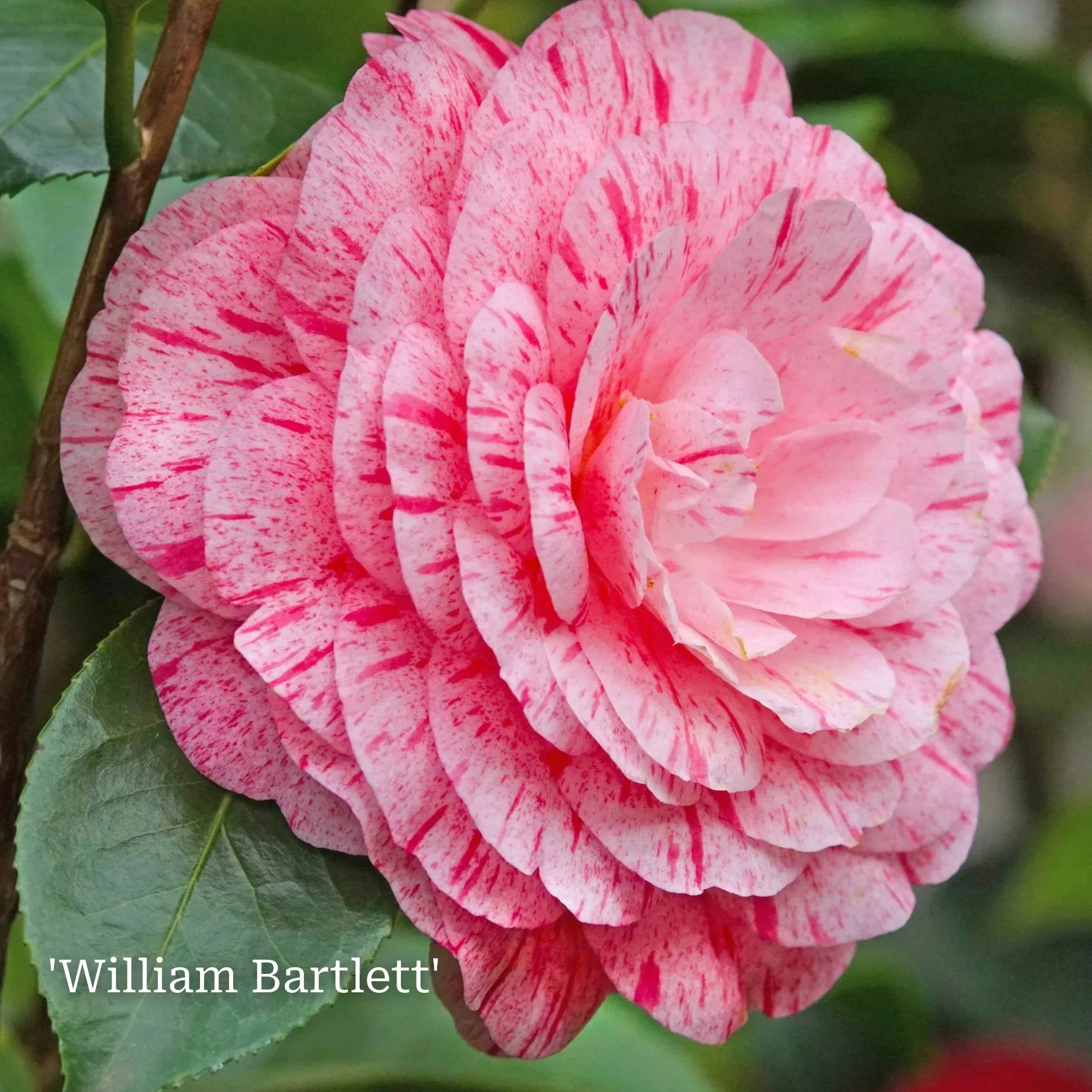 Camellia Plant Gift - Image 8