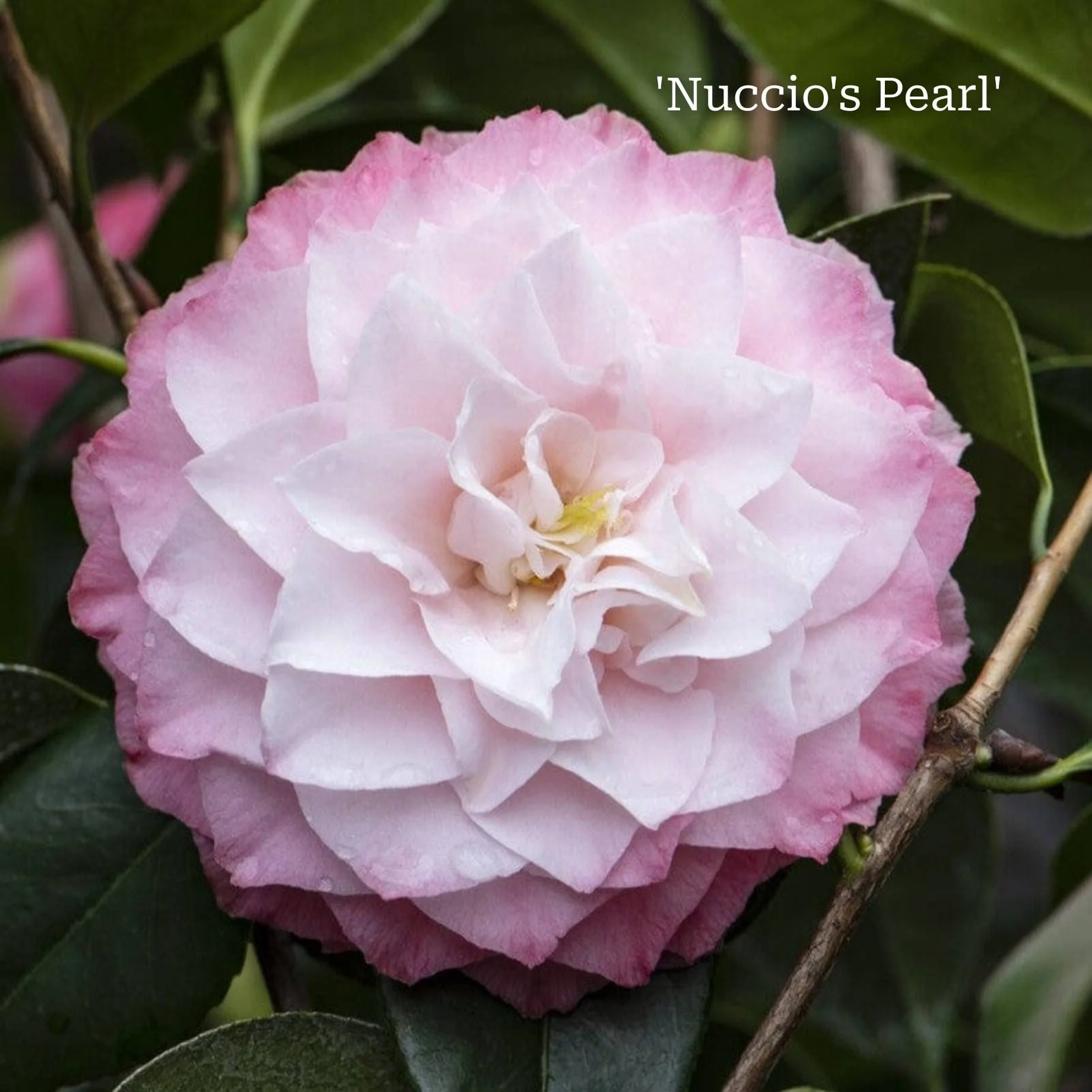 Camellia Plant Gift - Image 9