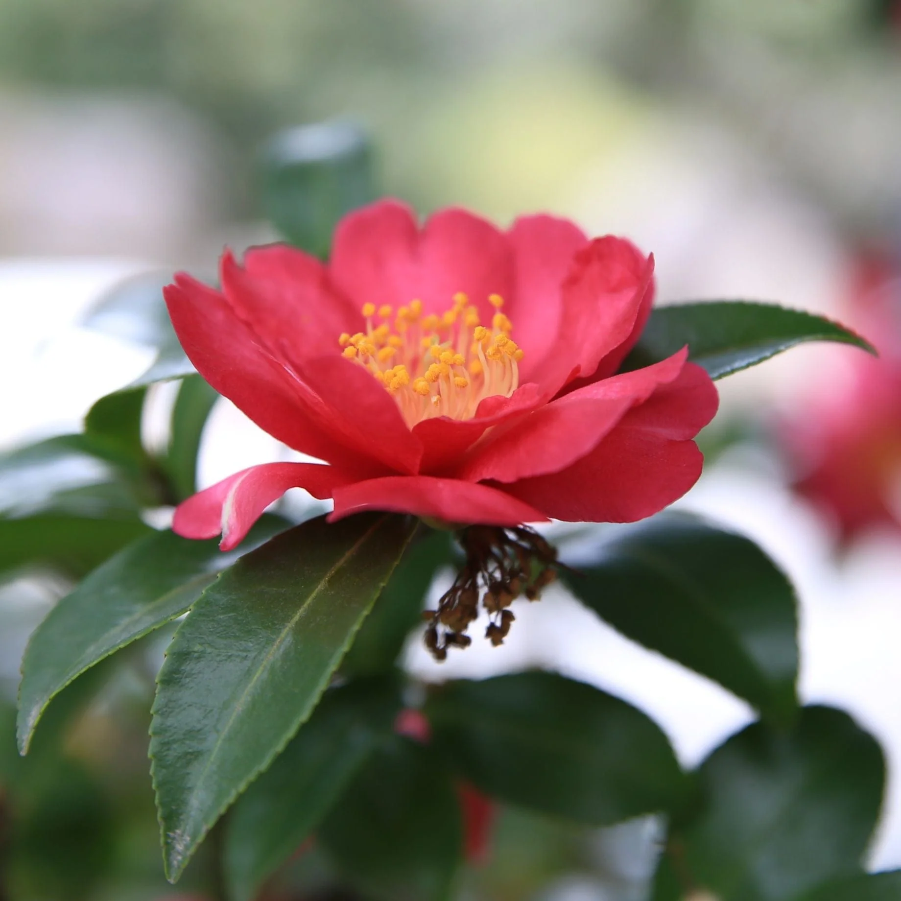 Camellia japonica 'Doctor King' - Image 4