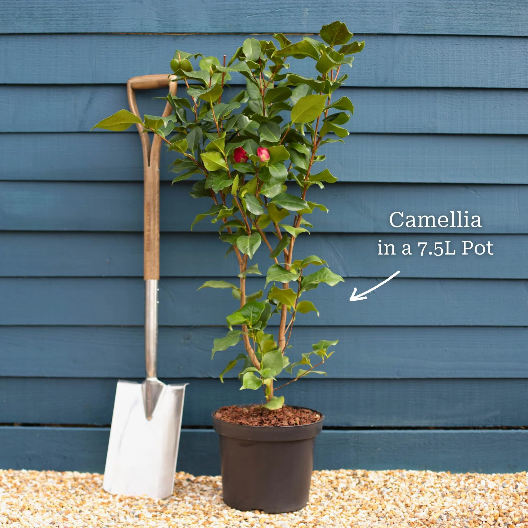 Camellia japonica 'Doctor King' - Image 6
