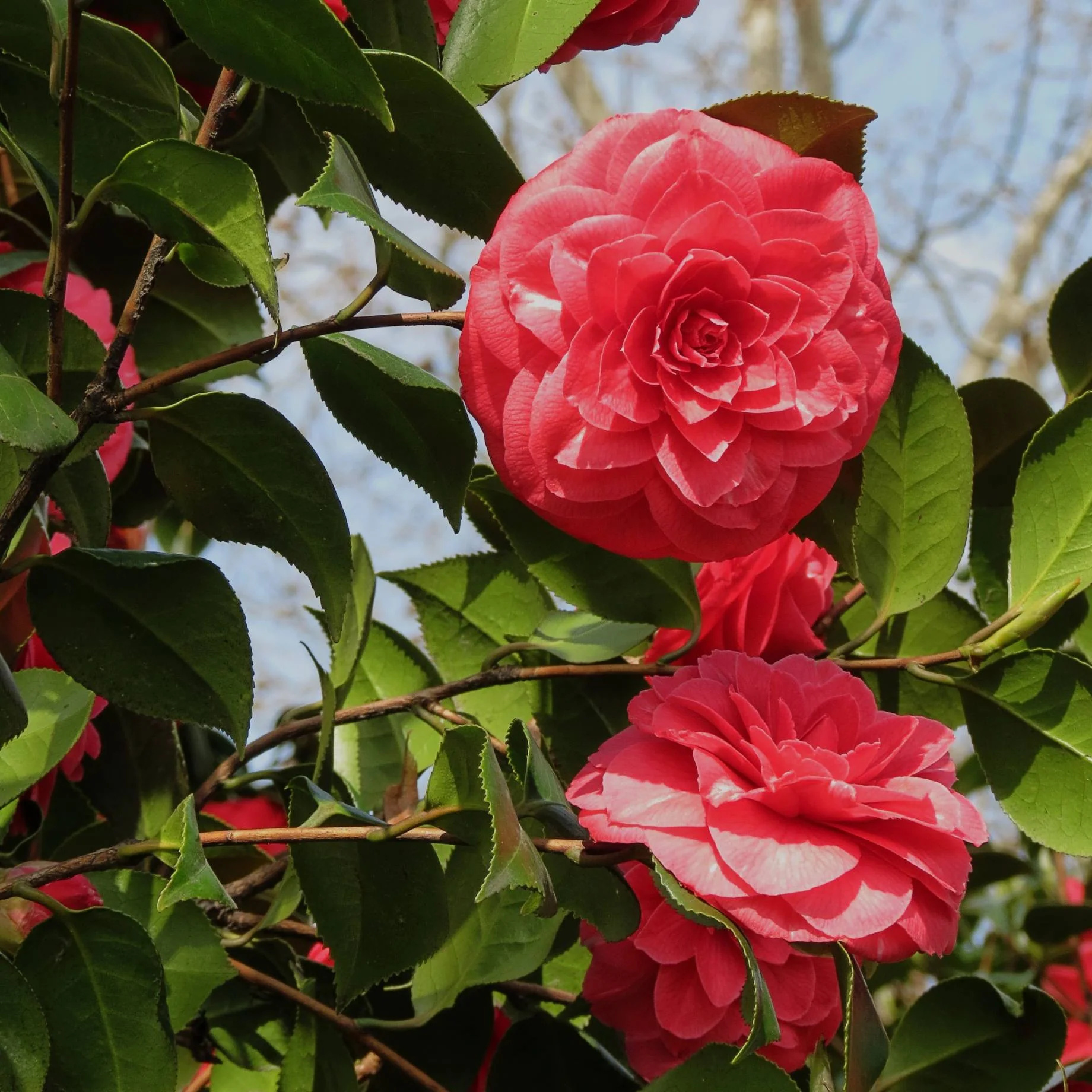 Camellia japonica 'Princess Baciocchi' - Image 3