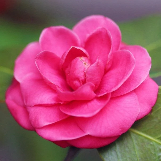 Camellia 'Spring Festival' - Image 3