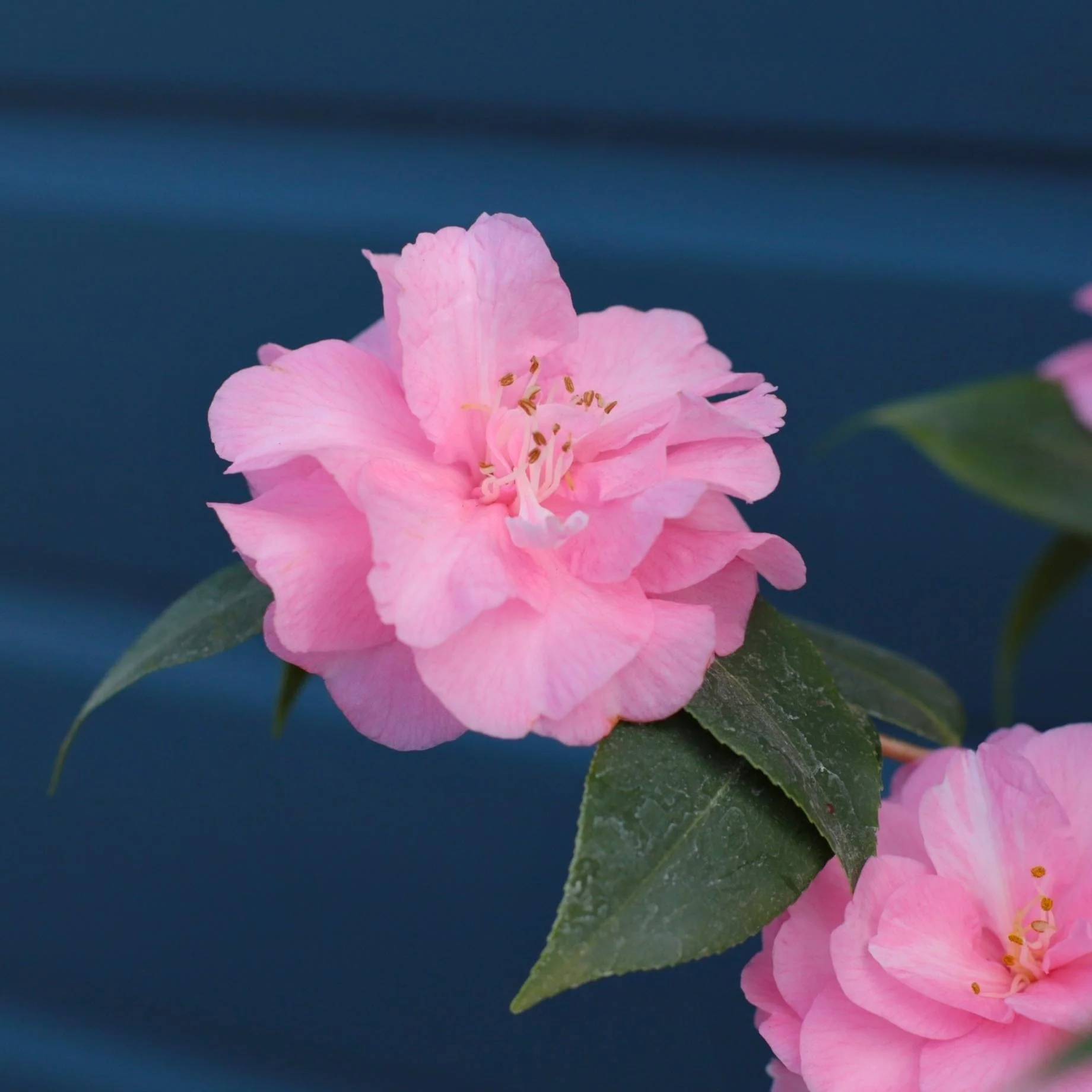 Camellia 'Spring Festival' - Image 4