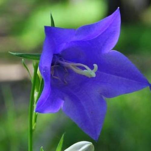 Campanula 'Hirsch Blue' - Image 2