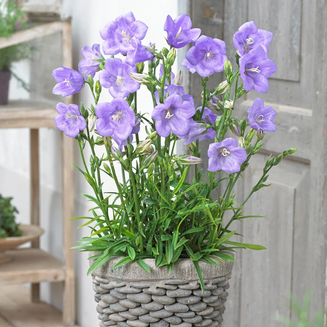 Campanula 'Takion Blue' - Image 3