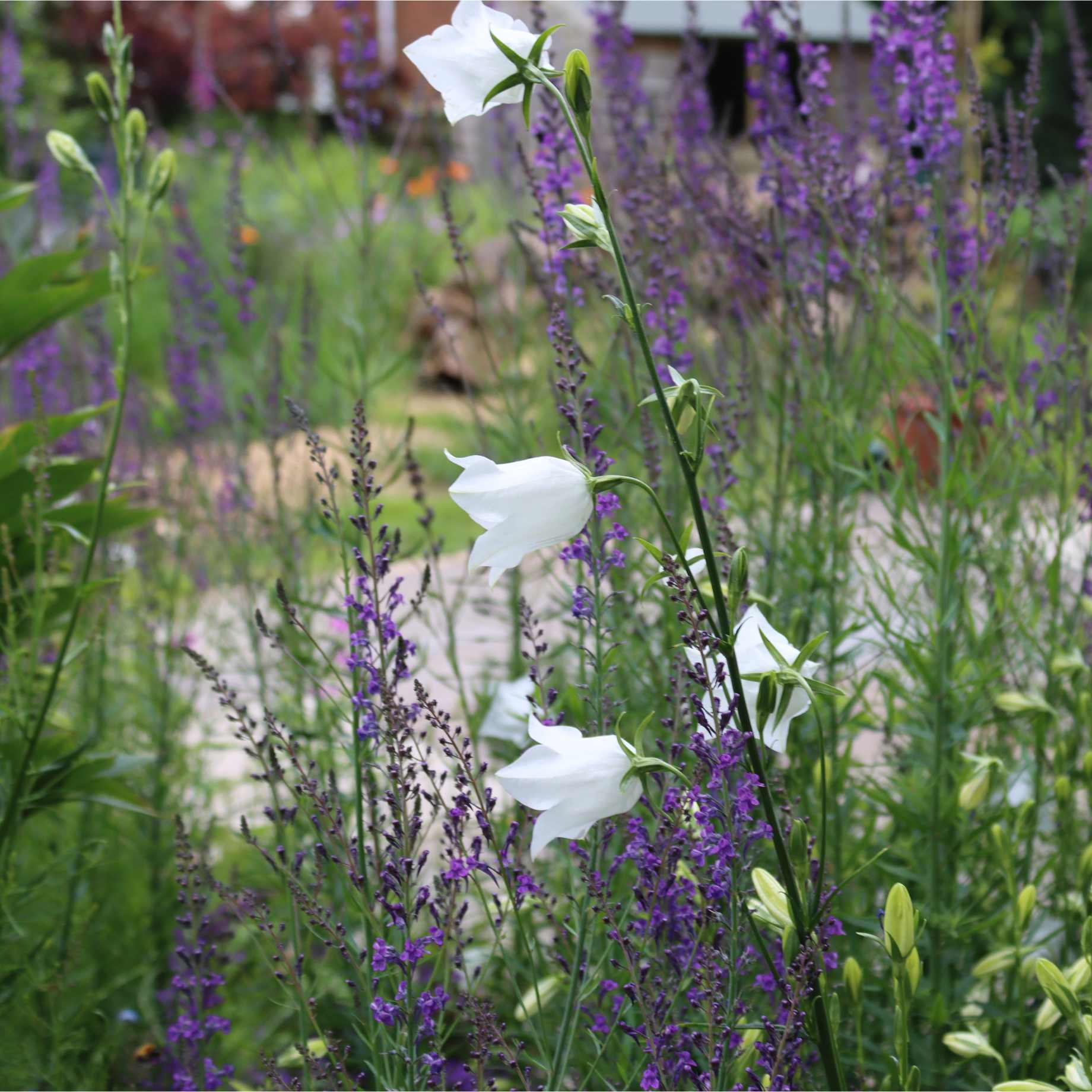 Campanula 'Takion White' - Image 4
