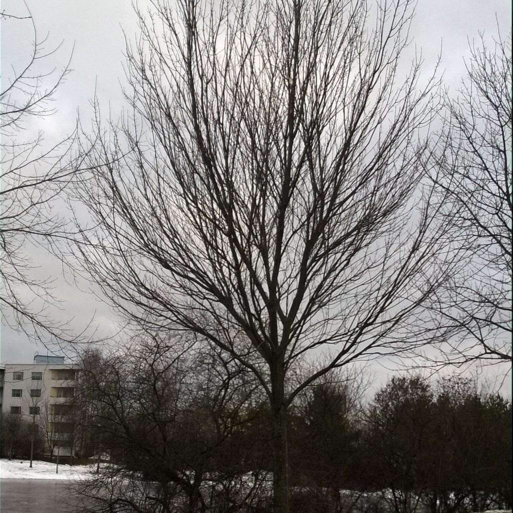 Canadian Red Maple Tree | Acer rubrum - Image 5