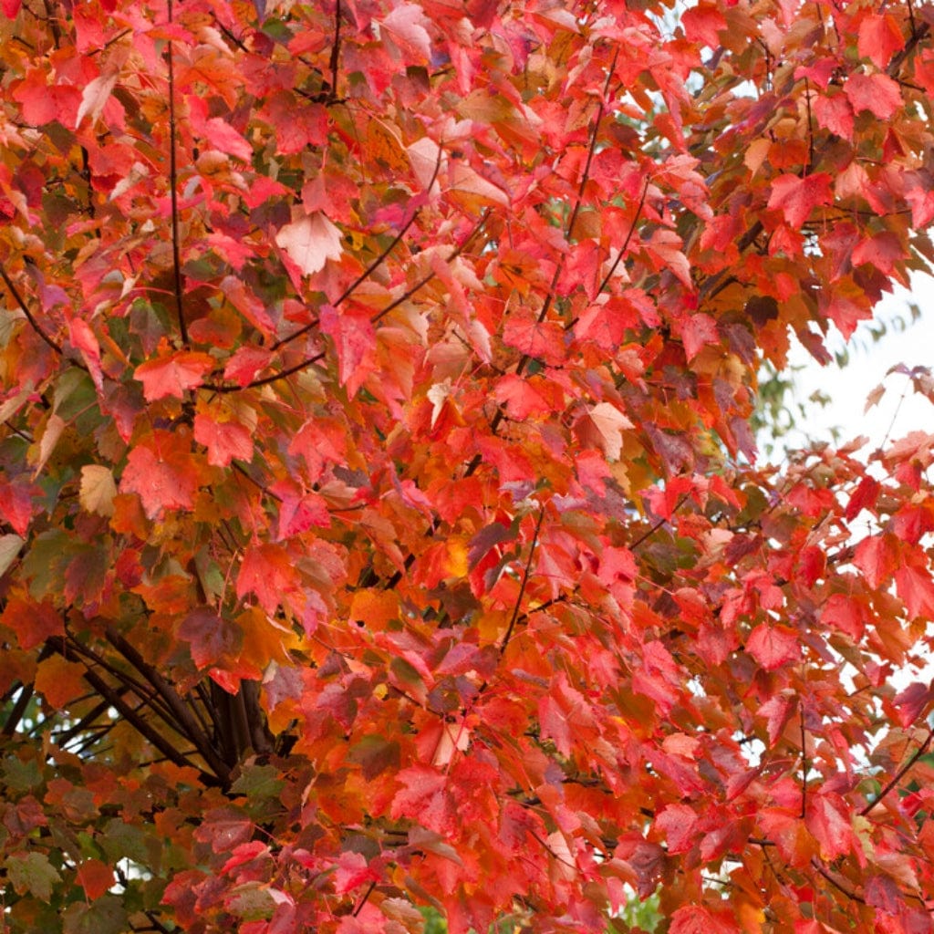 Canadian Red Maple Tree | Acer rubrum 'Fairview Flame' - Image 4