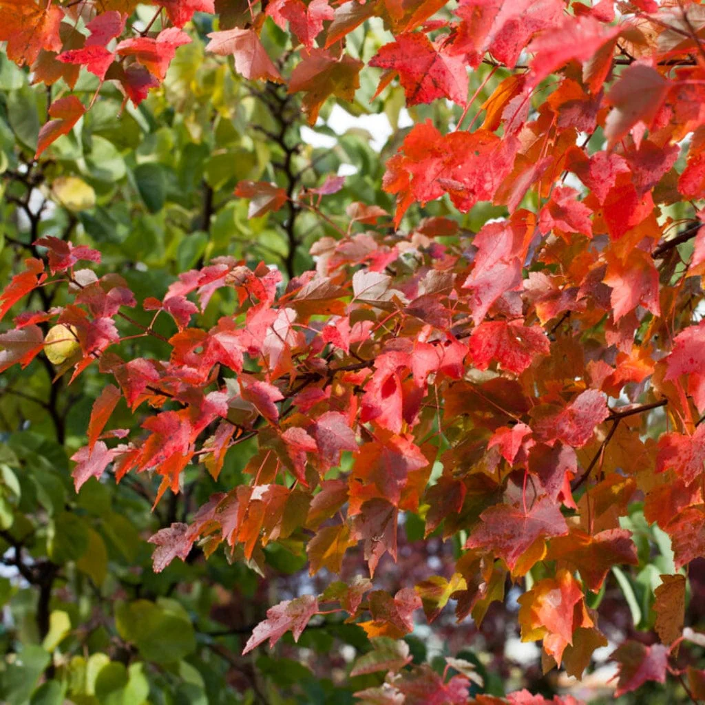 Canadian Red Maple Tree | Acer rubrum 'Fairview Flame' - Image 5