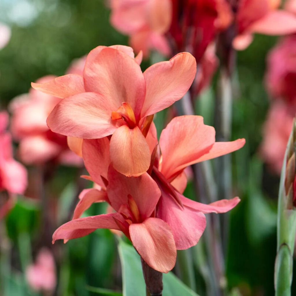 Canna Cannova 'Mango'