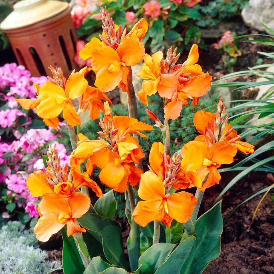 Canna 'Cannova Orange Shades'