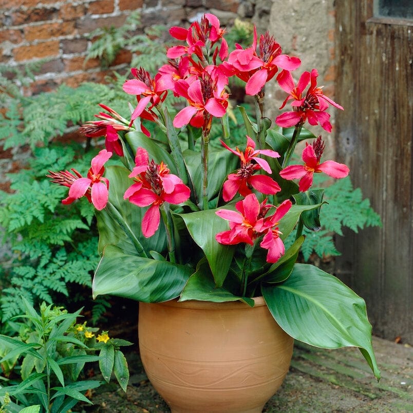 Canna Cannova 'Rose' - Image 2
