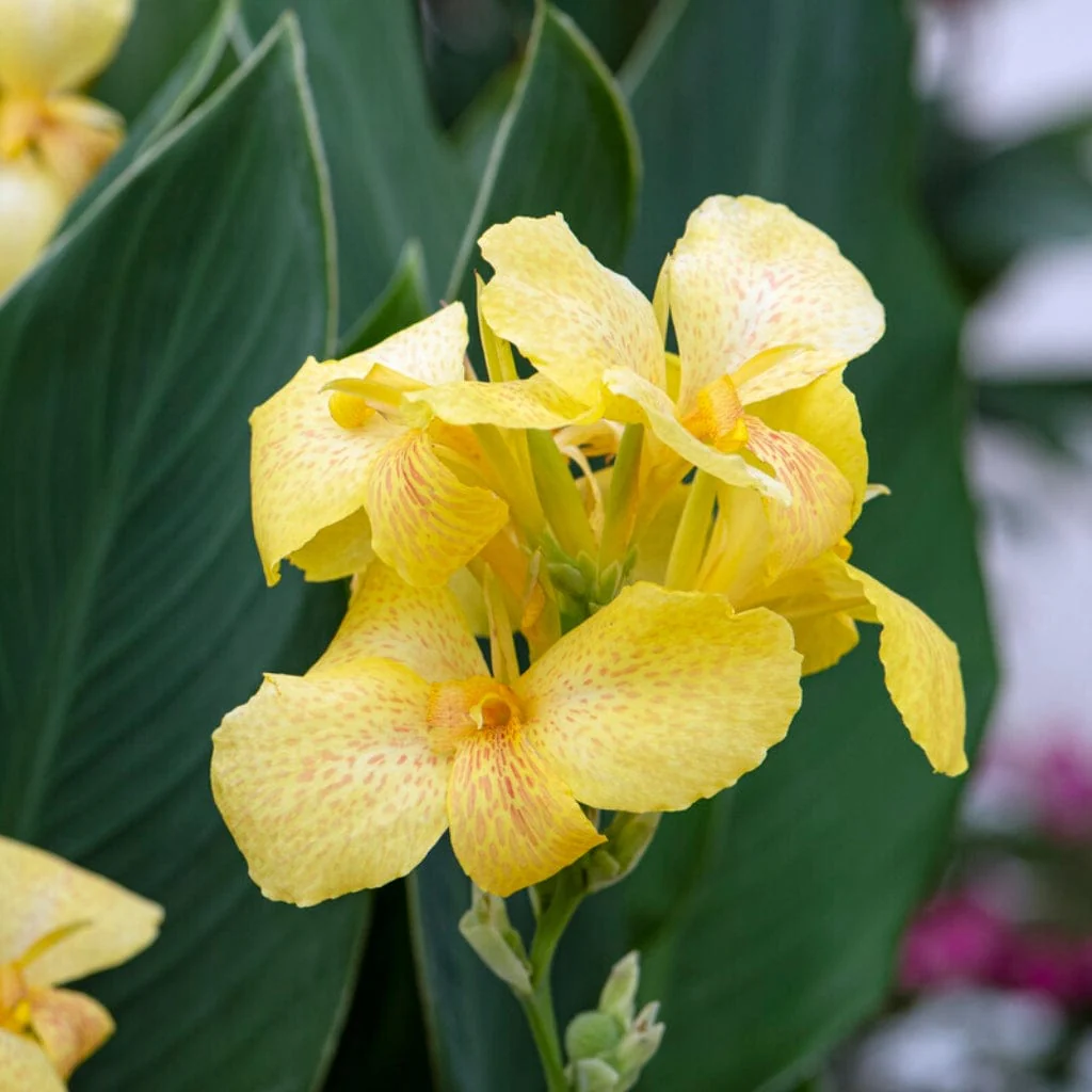 Canna Cannova 'Yellow'