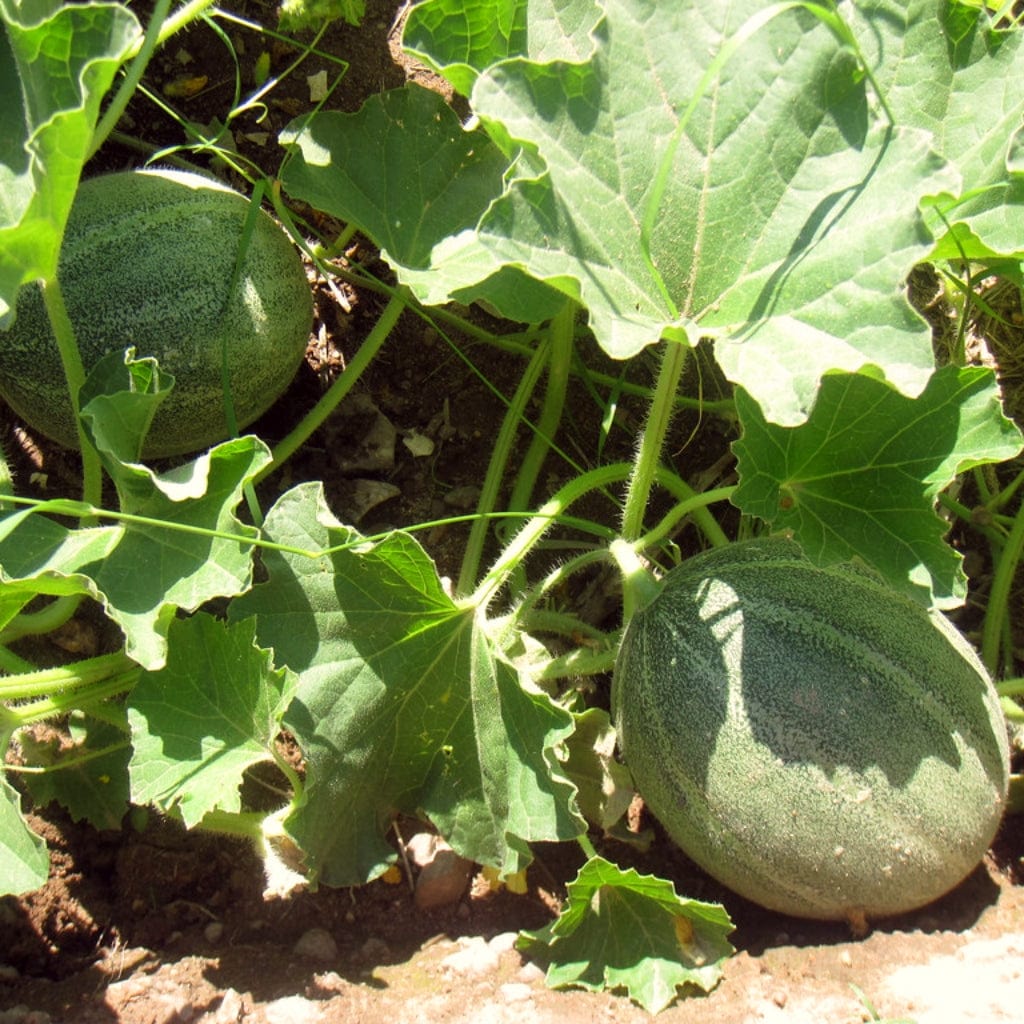 Cantaloupe Melon Plants - Image 4