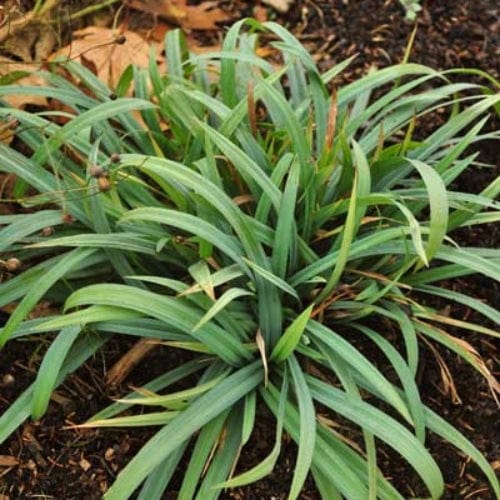 Carex laxiculmis 'Bunny Blue' | Ornamental Grass - Image 2