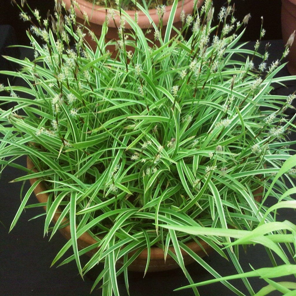 Carex morrowii 'Ice Dance' | Ornamental Grass - Image 3