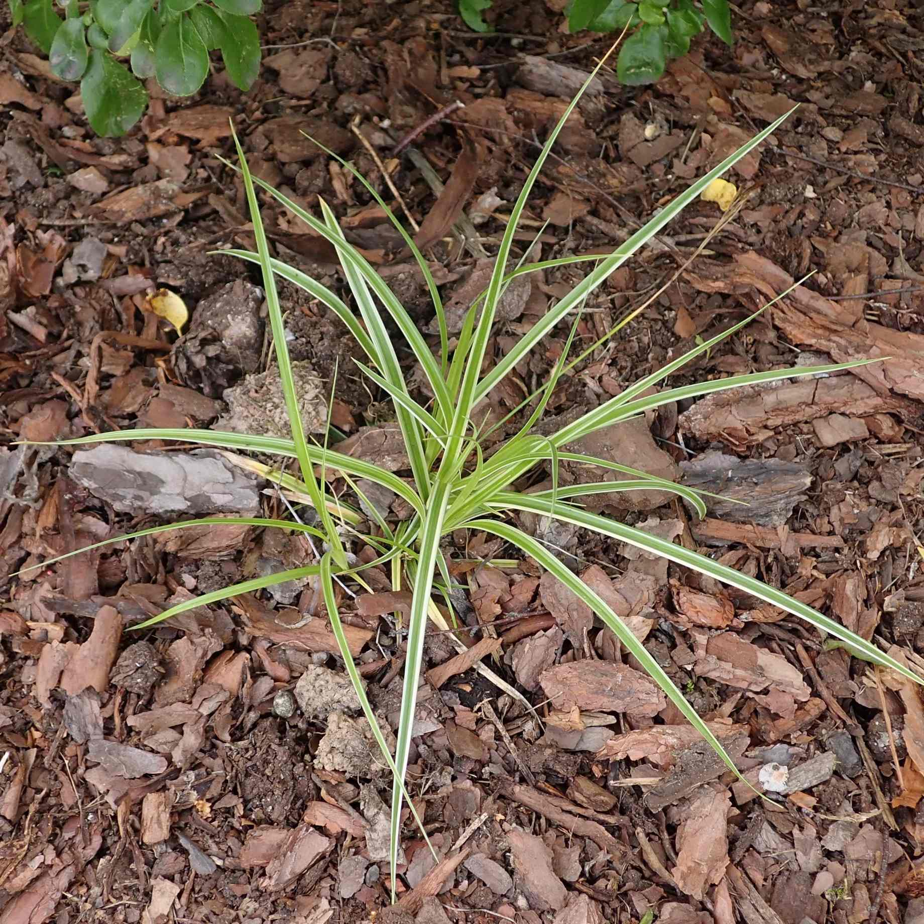 Carex oshimensis 'Goldwell' | Ornamental Grass