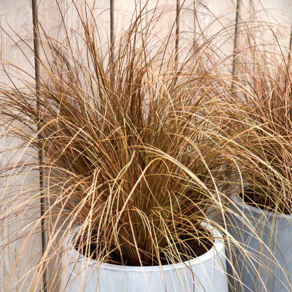 Carex petriei 'Milk Chocolate®' | Ornamental Grass