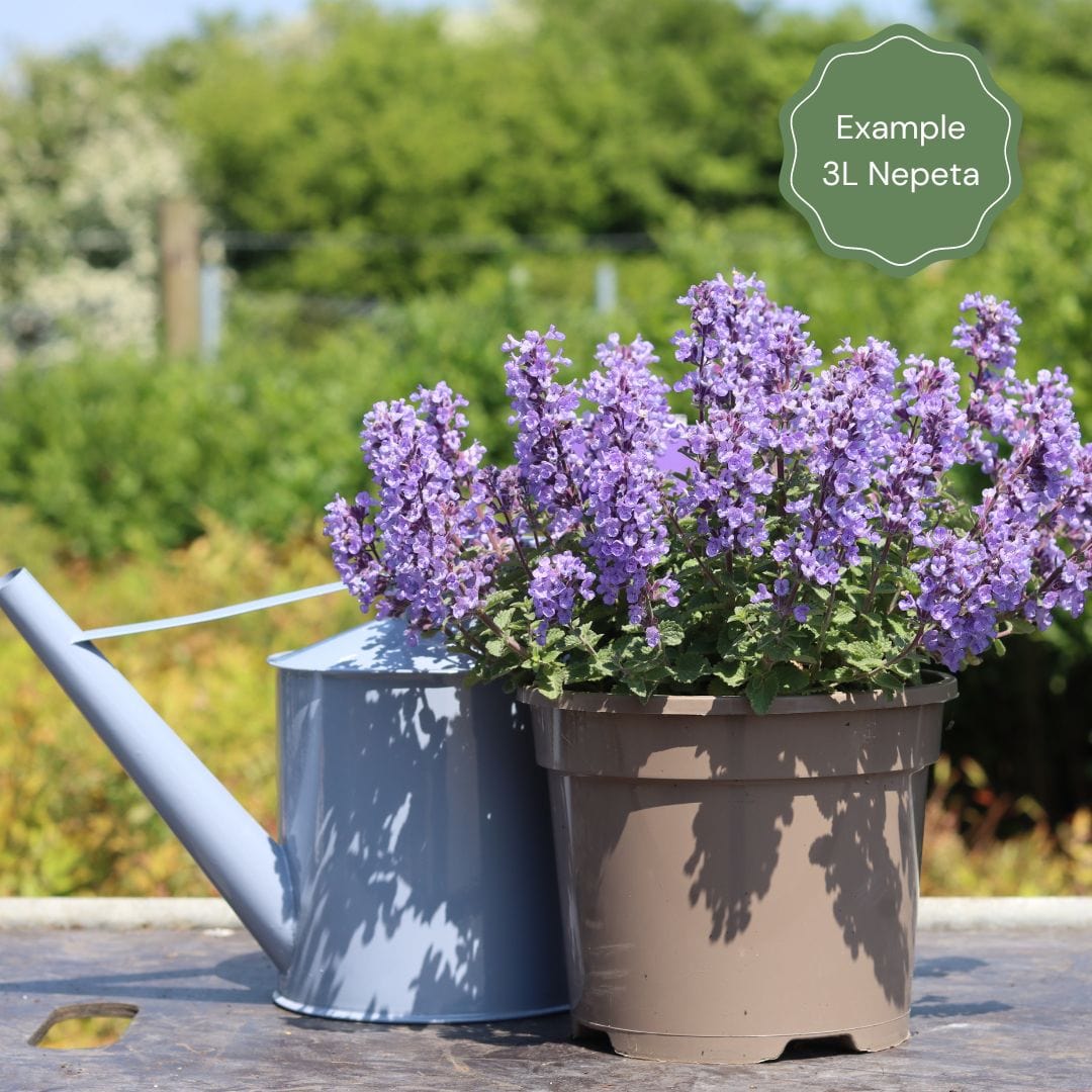 Catmint 'Purrsian Blue' | Nepeta - Image 5