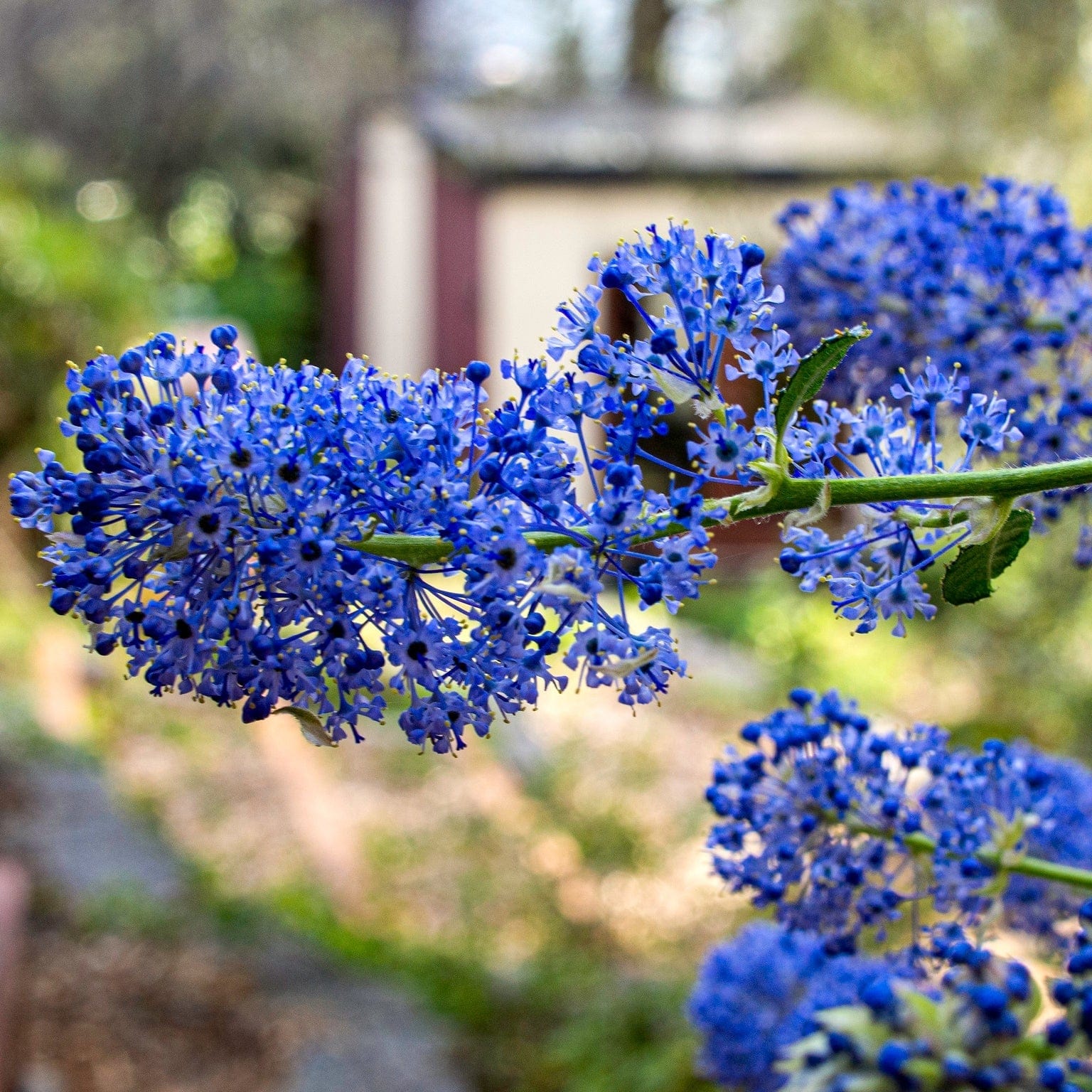 Ceanothus 'Southmead' - Image 3
