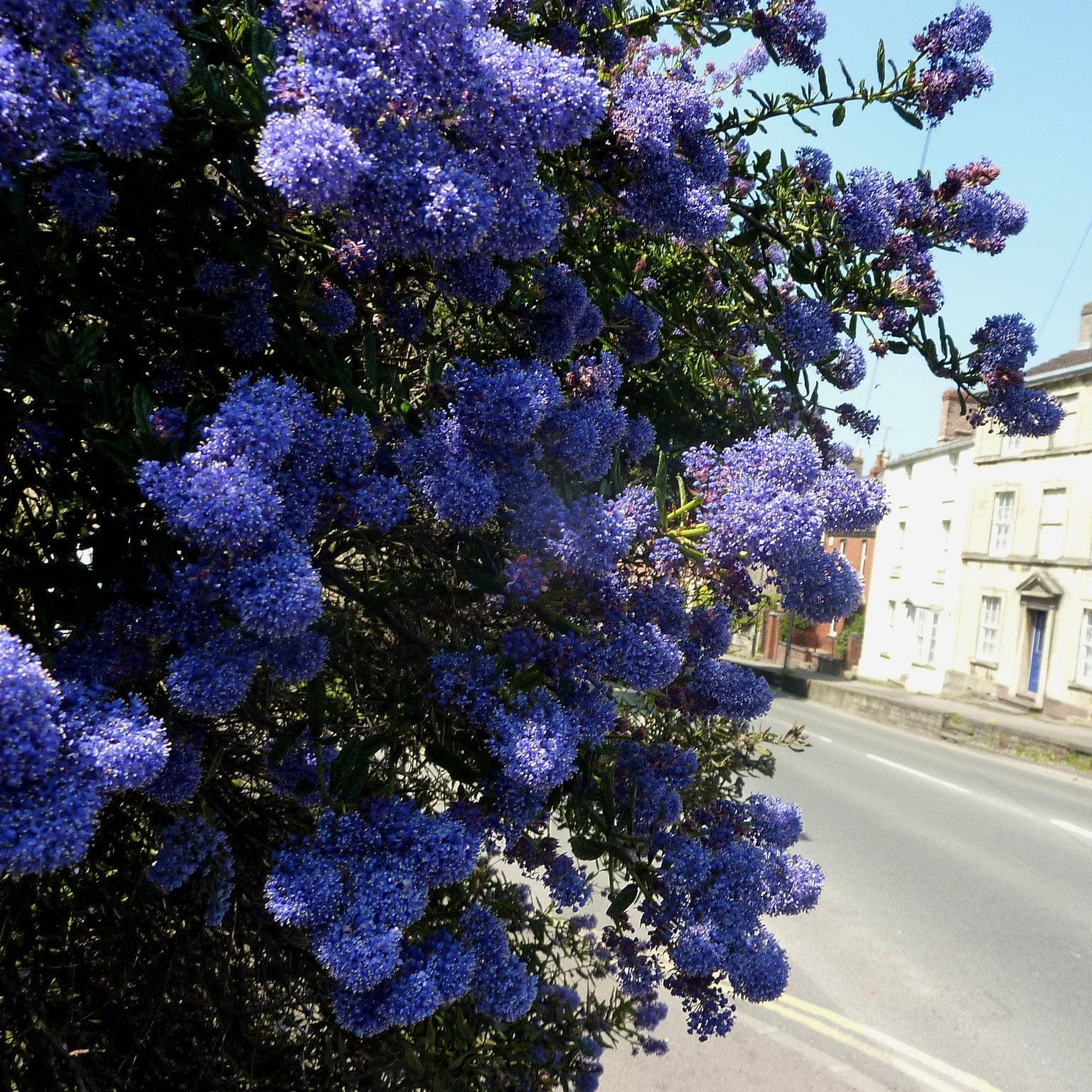 Ceanothus 'Southmead' - Image 4