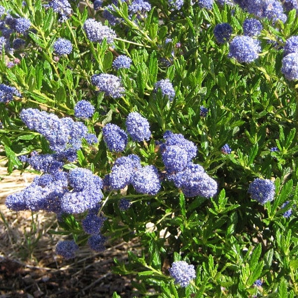 Ceanothus 'Southmead' - Image 5
