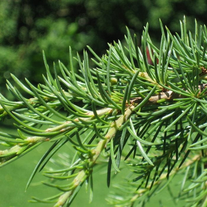Lebanese Cedar Tree | Cedrus libani - Image 3