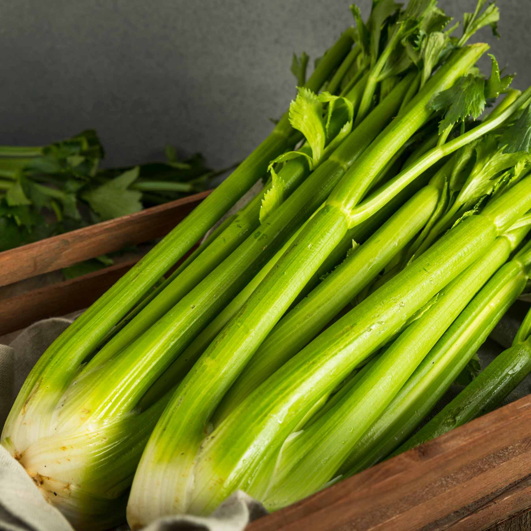 'Victoria F1' Celery Plants - Image 3