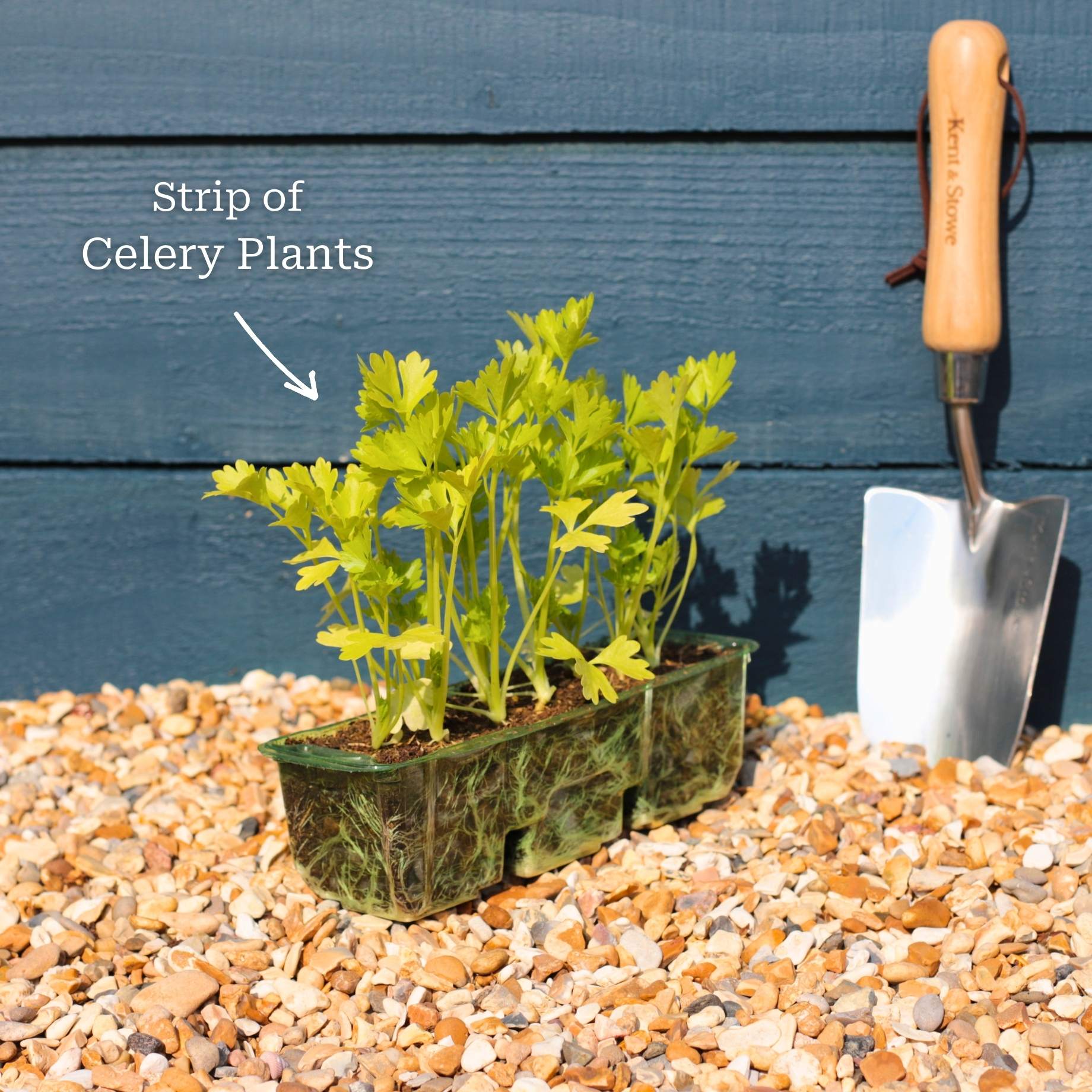 'Victoria F1' Celery Plants - Image 4