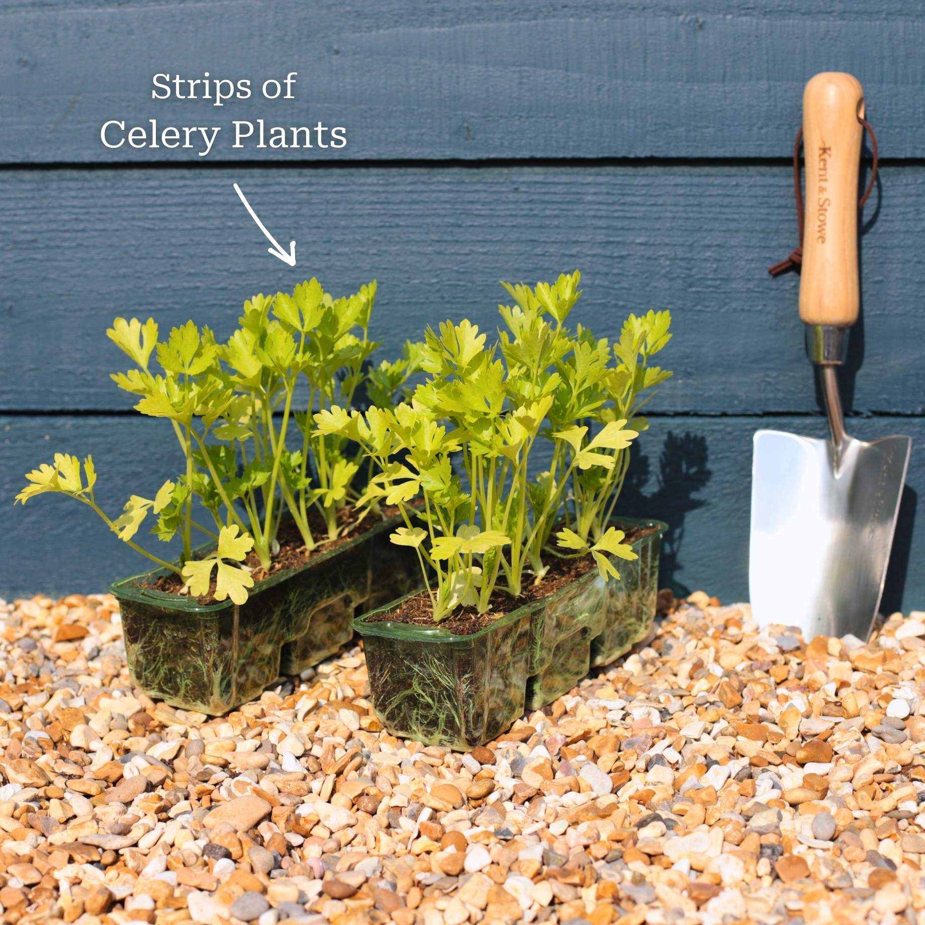 'Victoria F1' Celery Plants - Image 5
