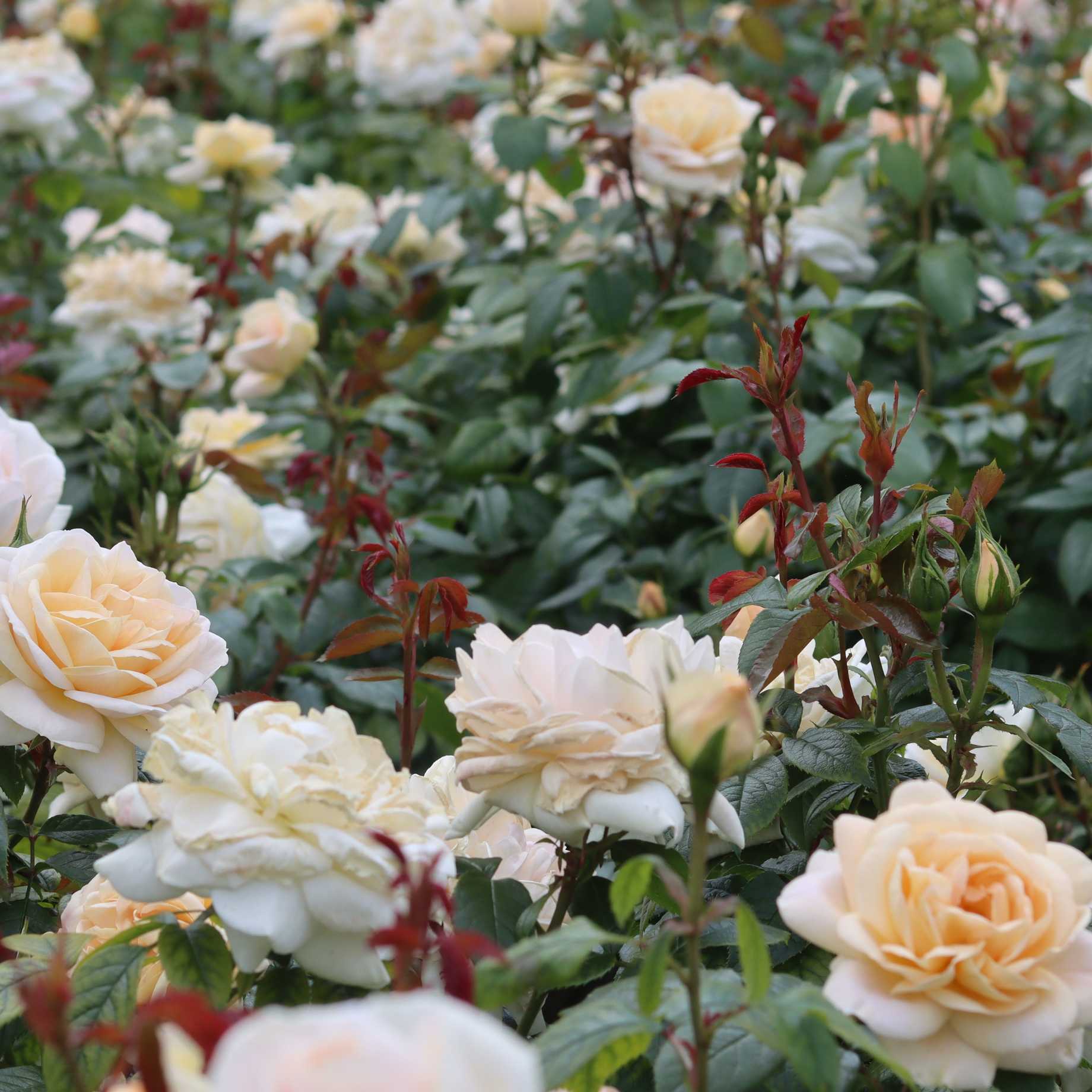 'Champagne Moment' Floribunda Rose - Image 2