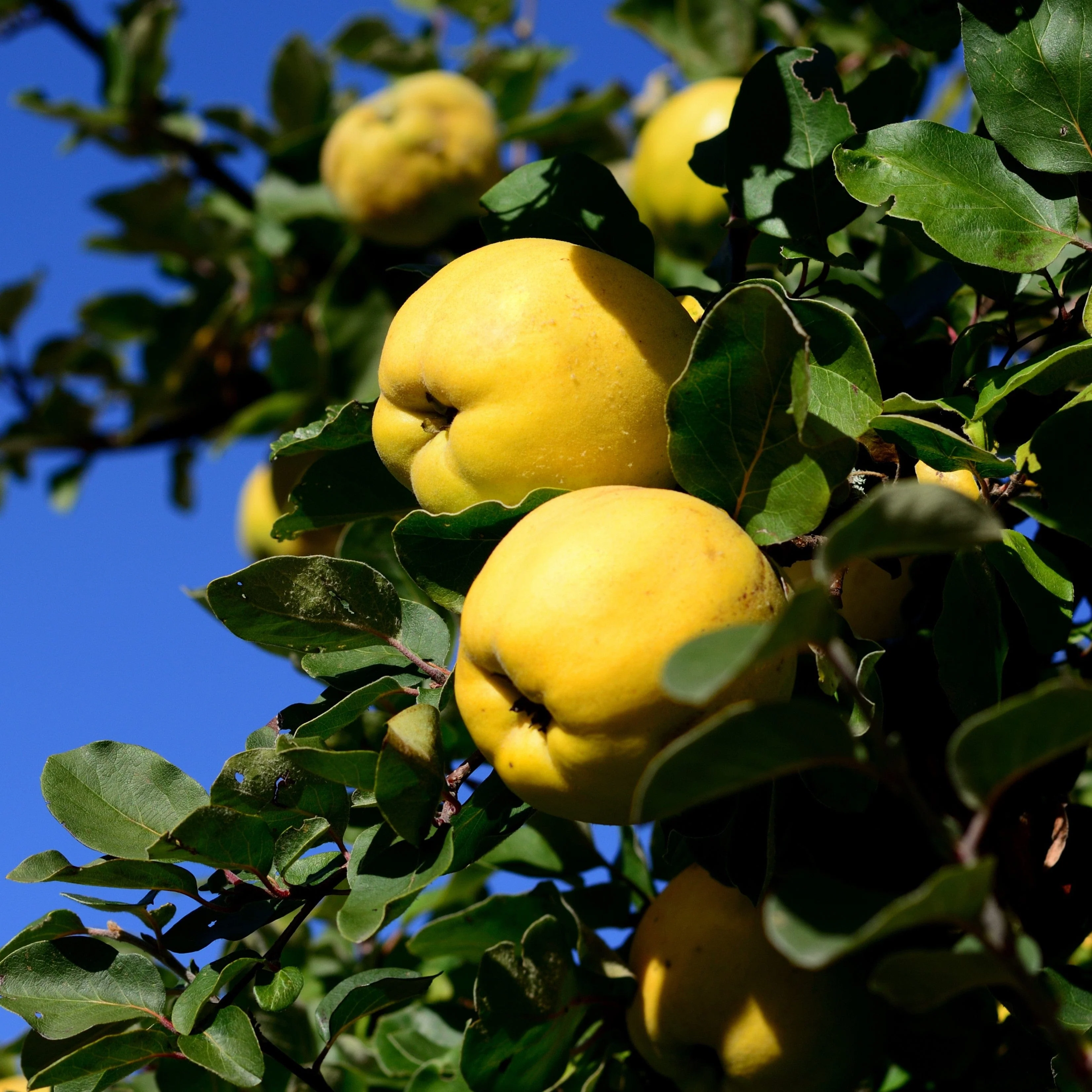 'Champion' Quince Tree